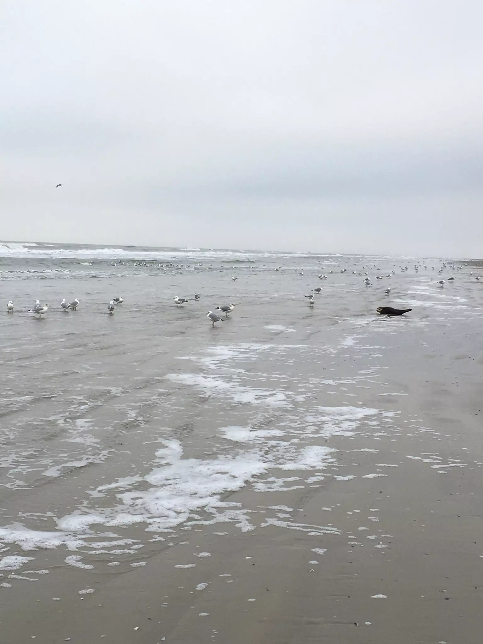 Strand Juist Wellen Fögel Robbe Beterskupp® 2023