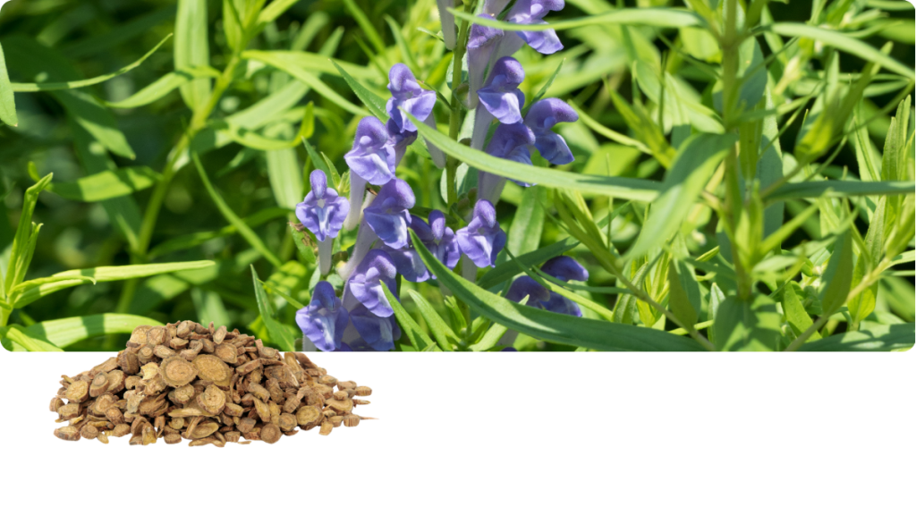 Bailkal Helmkraut – Scutellaria baicalensis Beterskupp Zutatenwissen