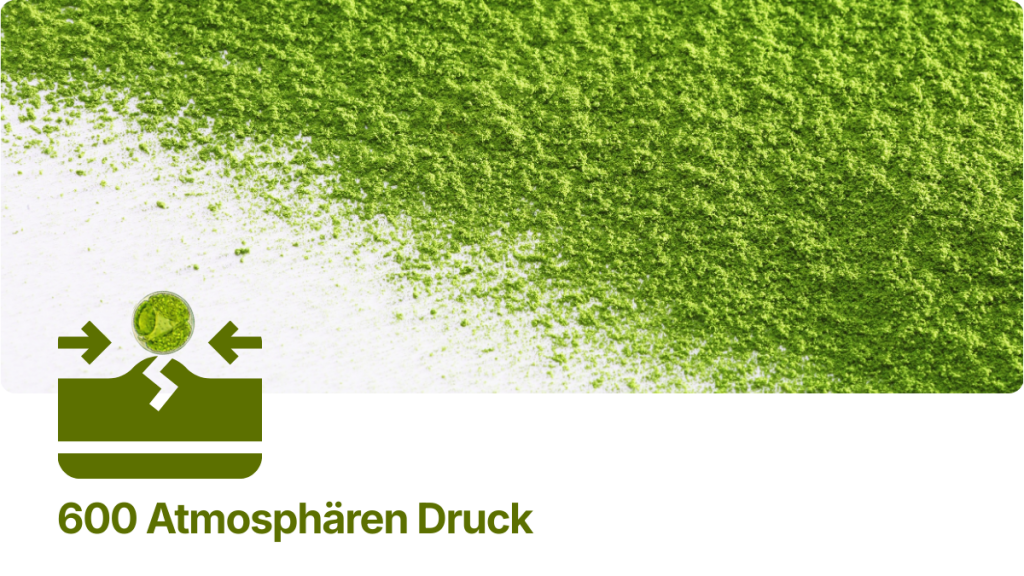 Chlorella Zellwandbruch Bioverfügbarkeit – Beterskupp Zutatenwissen Starkholt+, Ornungholt+, Sielbalm Harmonie+