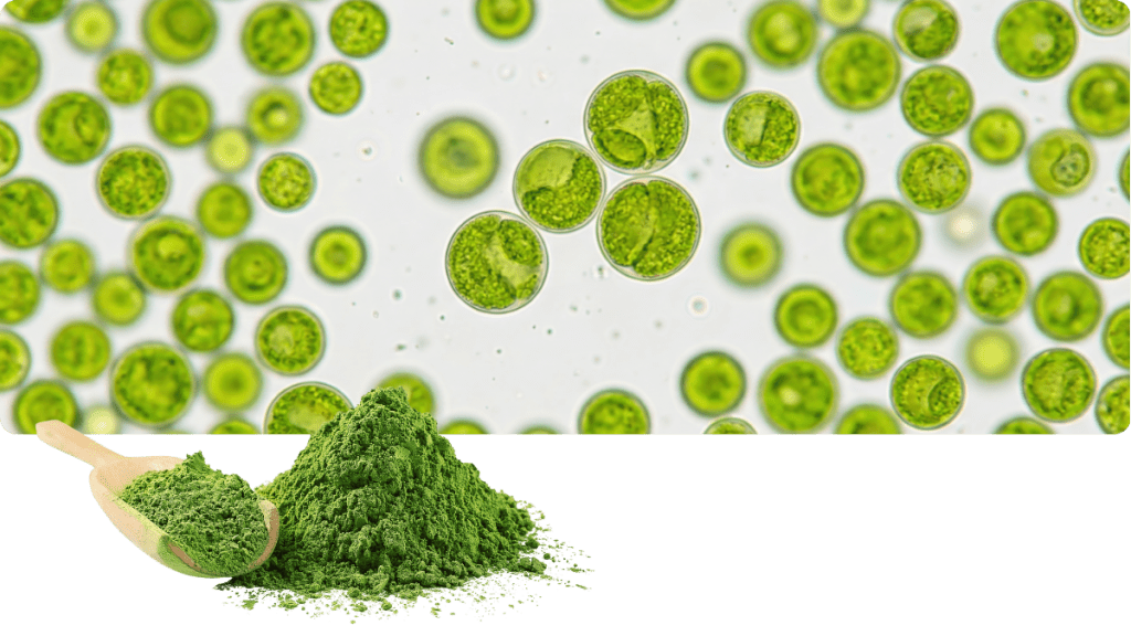 Foto-Chlorella pyrenoidosa mikroskopisch– grüne Mikroalge Beterskupp® Zutatenwissen