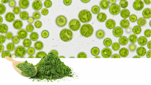 Chlorella pyrenoidosa – grüne Mikroalge Beterskupp Zutatenwissen
