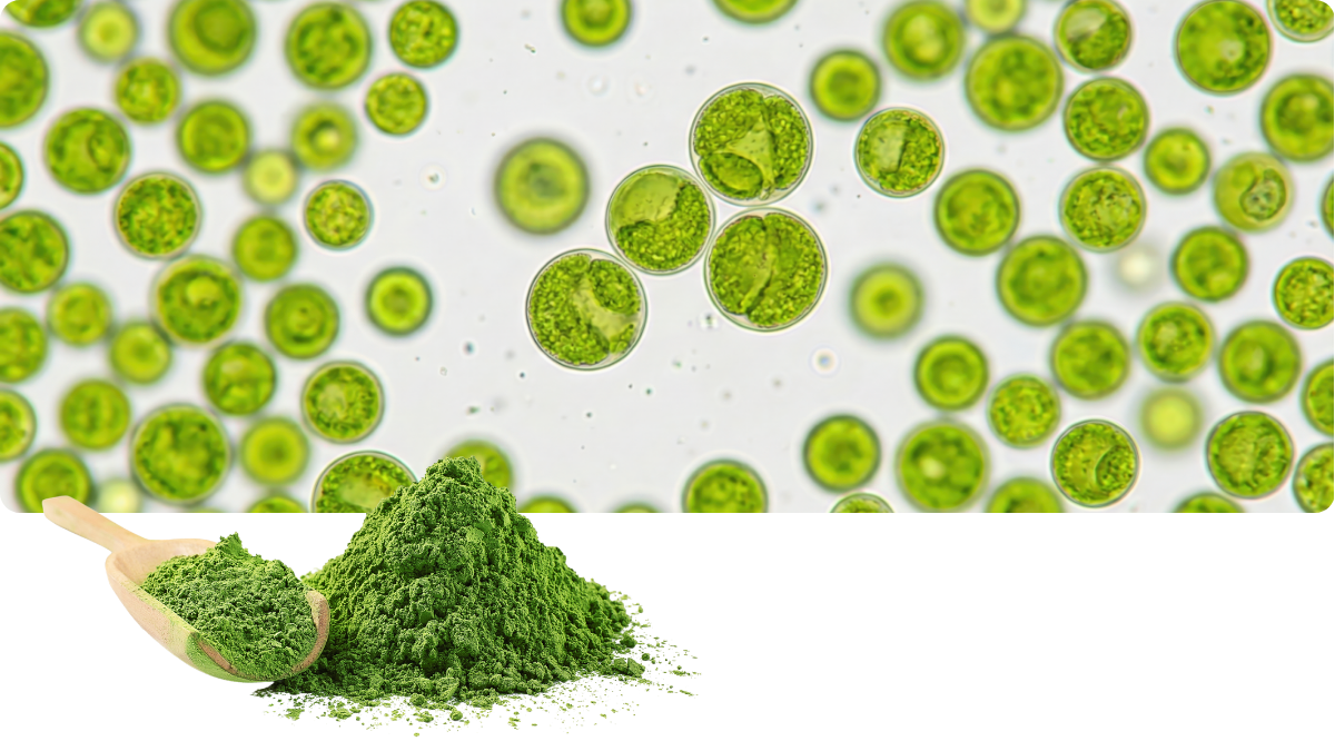 Chlorella pyrenoidosa – grüne Mikroalge Beterskupp Zutatenwissen