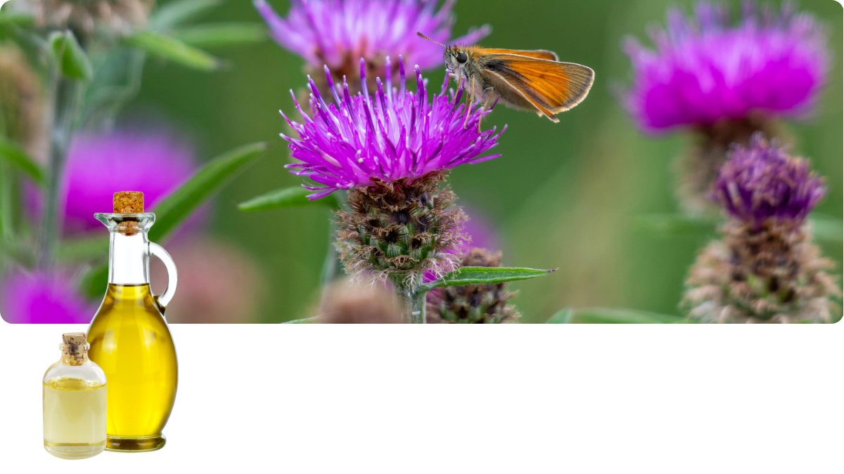 Mariendistel Silybum marianum – Beterskupp Zutatenwissen Rüümklar