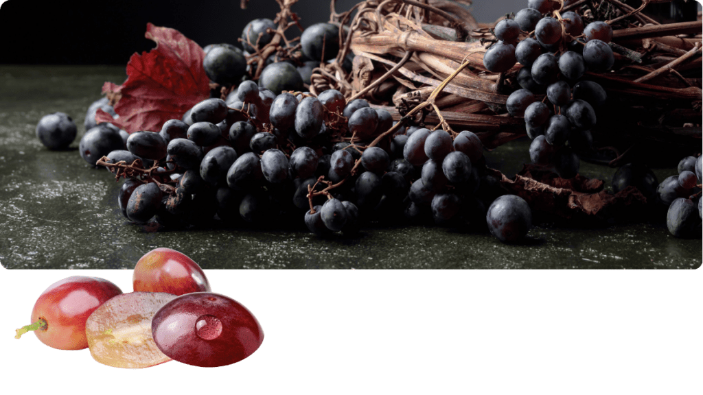 Foto Traubenschalenextrakt OPC Vitis vinifera – Beterskupp® Zutatenwissen Schildtrank+