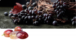 Traubenschalenextrakt OPC Vitis vinifera – Beterskupp Zutatenwissen Schildtrank+