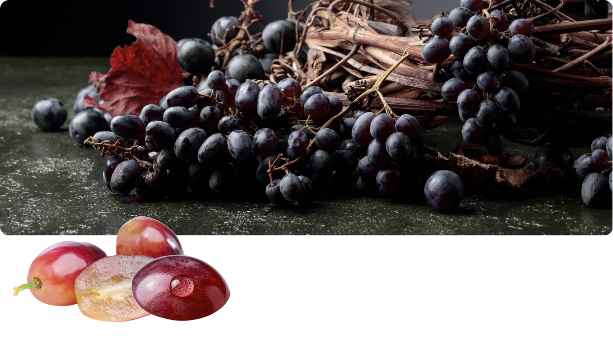 Traubenschalenextrakt OPC Vitis vinifera – Beterskupp Zutatenwissen Schildtrank+