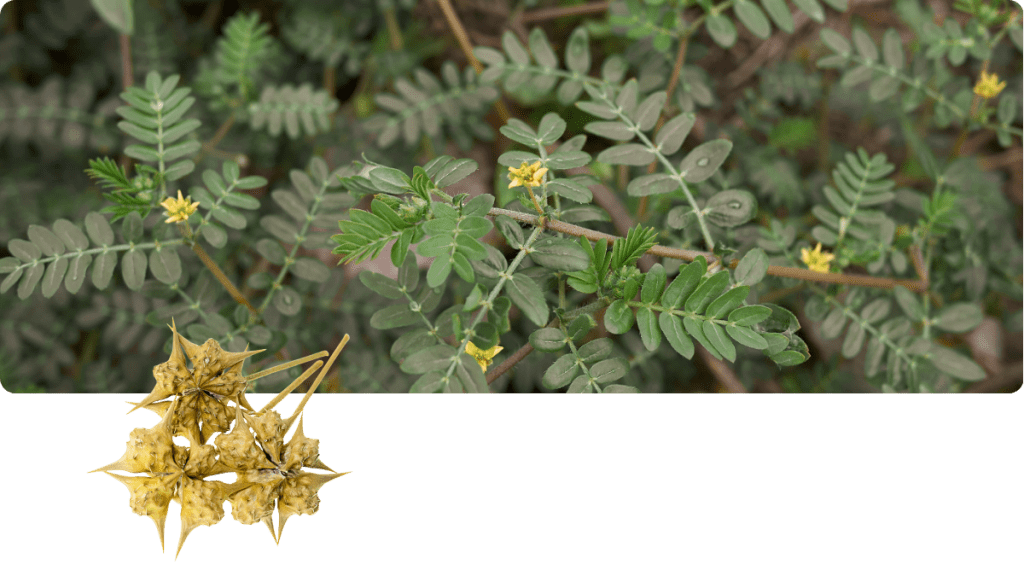 Foto-Tribulus terrestris Burzeldorn – Beterskupp® Zutatenwissen Sielbalm Harmonie+