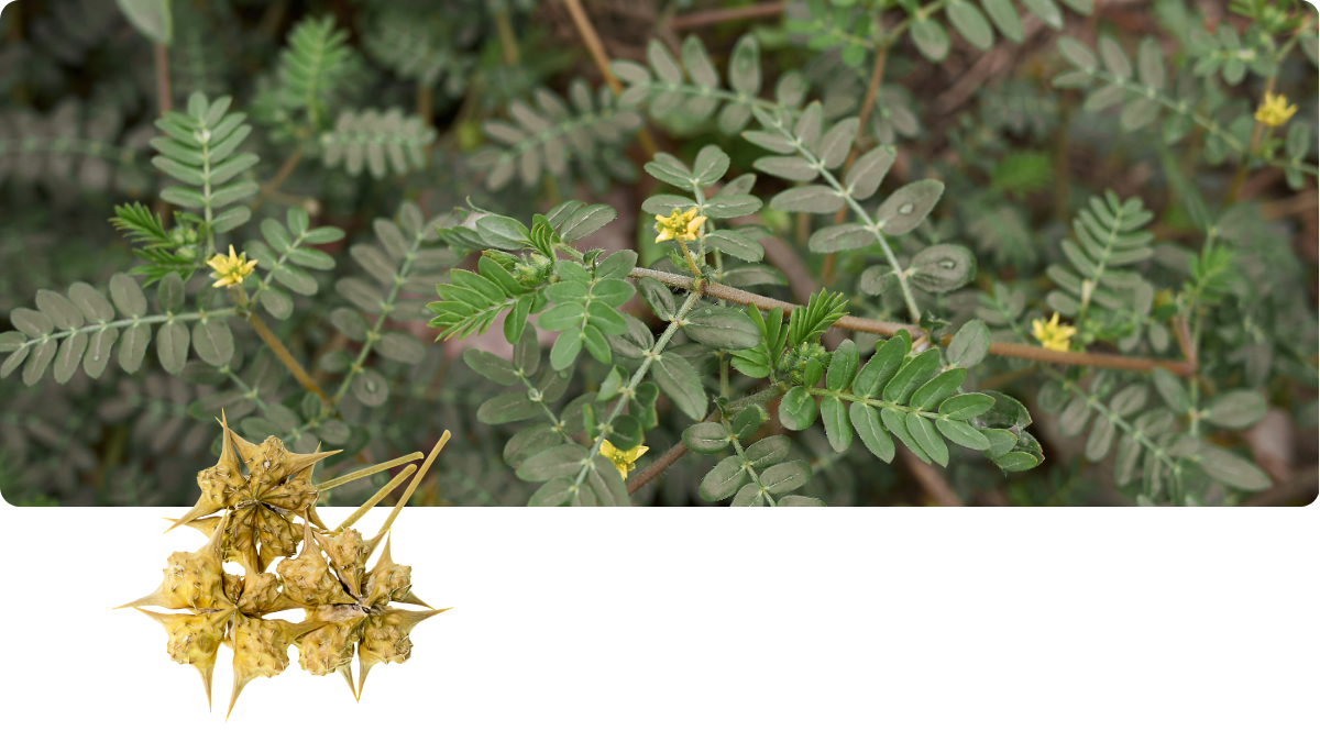 Tribulus terrestris Burzeldorn – Beterskupp Zutatenwissen Sielbalm Harmonie+
